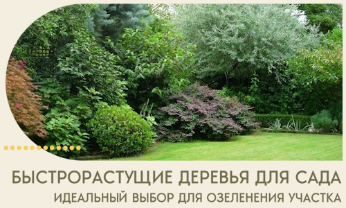 Быстрорастущие деревья для сада идеальный выбор в Усинске